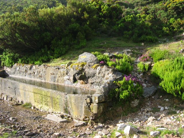 1 scatola di muschio fresco lastre di muschio vivo giardino muschio  cimitero tappetino muschio